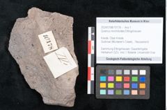 Foto (Objekt + Etikett) von Quercus lonchitoides Ettingshausen (NHMW-GEO-2024-0188-10178)